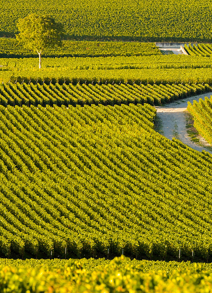 vignoble Champagne DS Bouvier